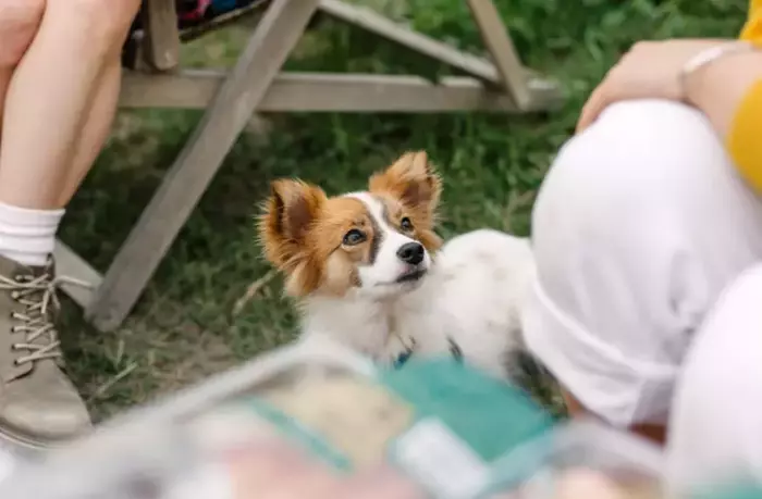 pet friendly camping