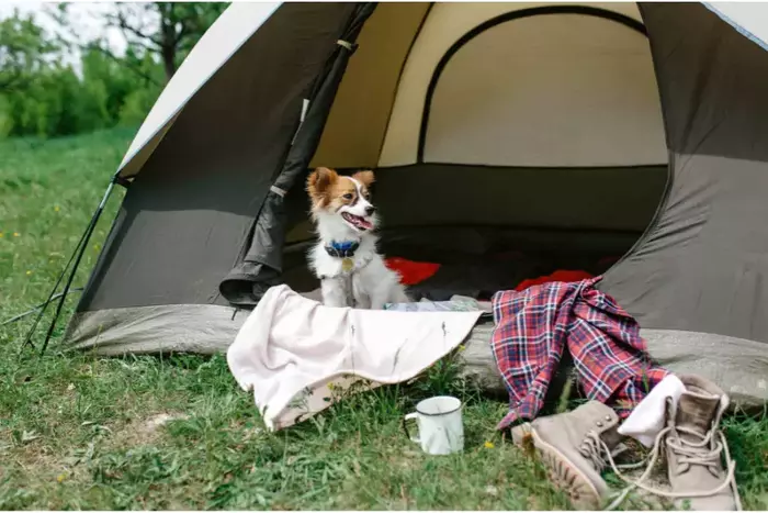 Dog-Friendly Camping in California