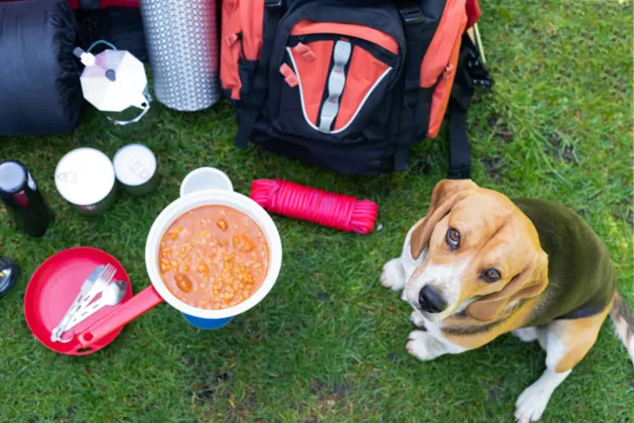 tips for Dog-Friendly Camping in California
