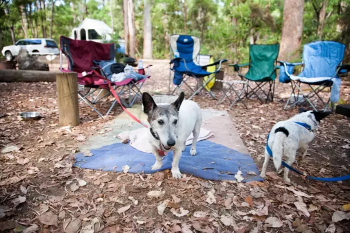 Dog-Friendly Camping in California
