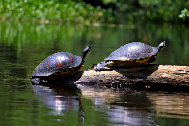 Hillsborough River State Park Photos