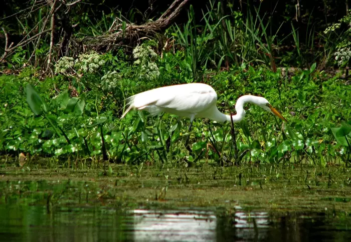 Silver River State Park Photos