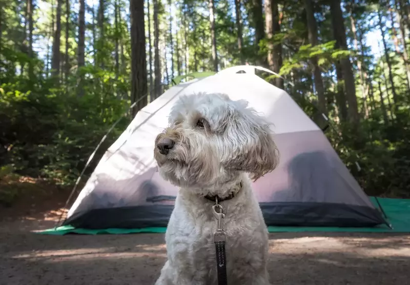 Pet-friendly camping in Florida